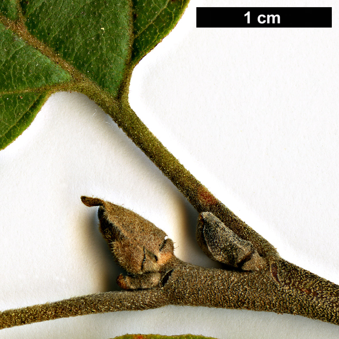 High resolution image: Family: Hamamelidaceae - Genus: Fothergilla - Taxon: ×intermedia - SpeciesSub: 'Beaver Creek' High resolution image: Family: Hamamelidaceae - Genus: Fothergilla - Taxon: ×intermedia - SpeciesSub: 'Beaver Creek'